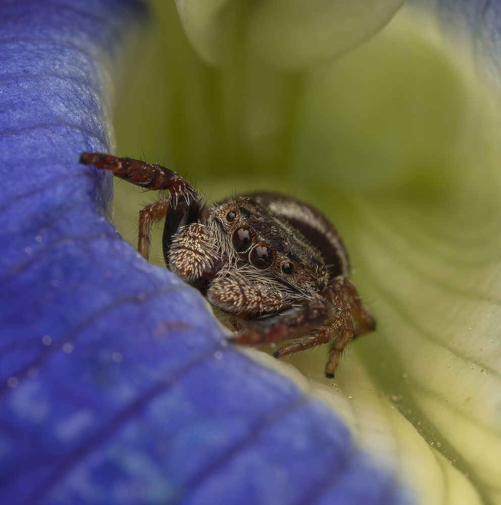 Mangrove Jumper