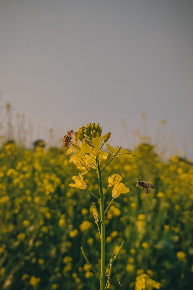 Coincidentally capture Two bees