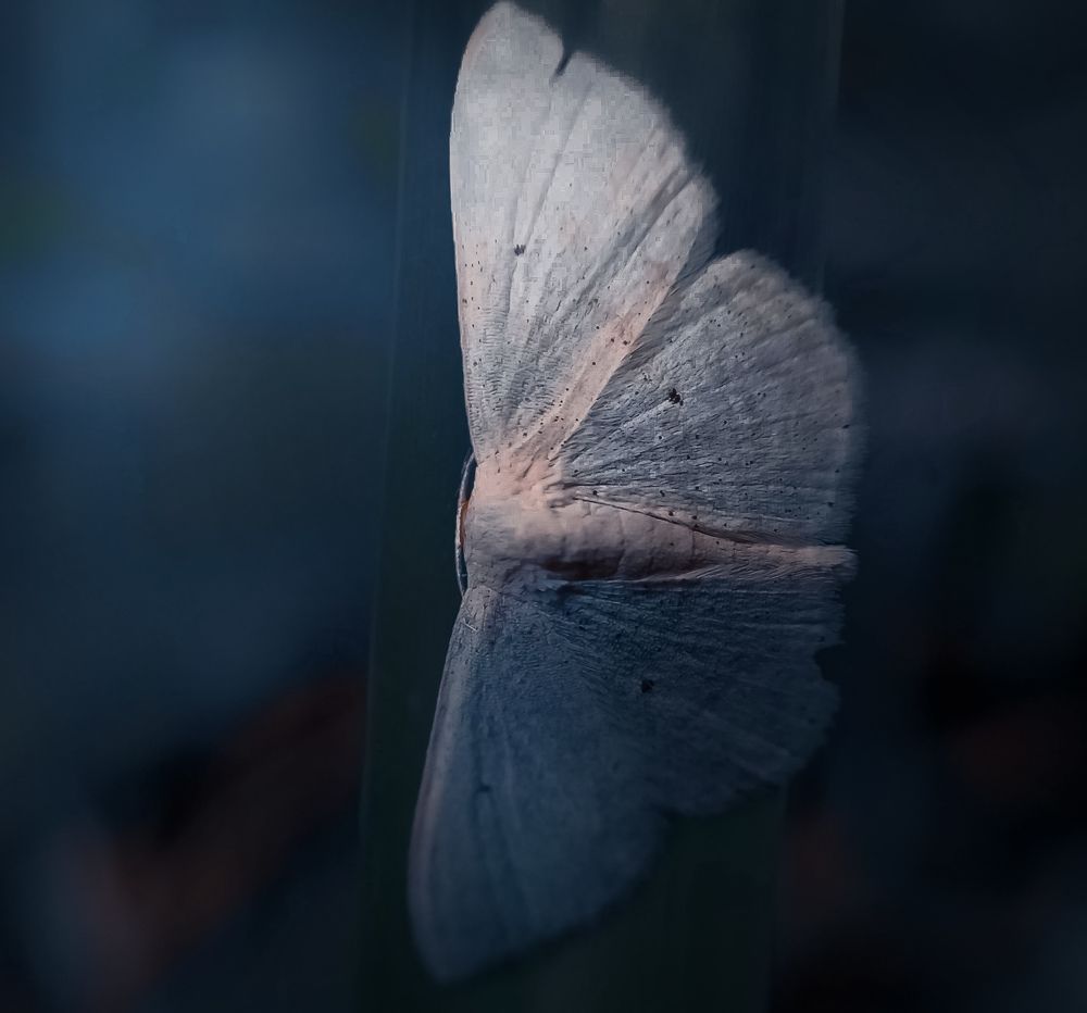 Photograph by Thimira dinisuru