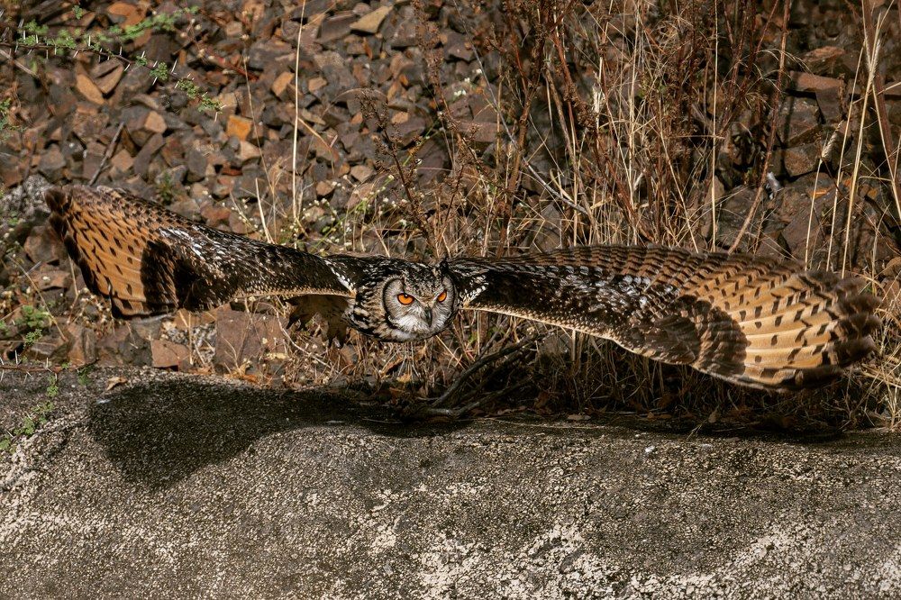 Photograph by Nabarun Majumdar