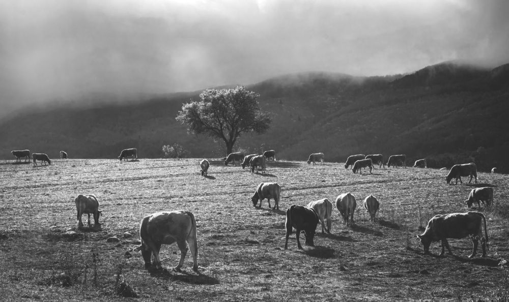 Photograph by Basilis Aggelis