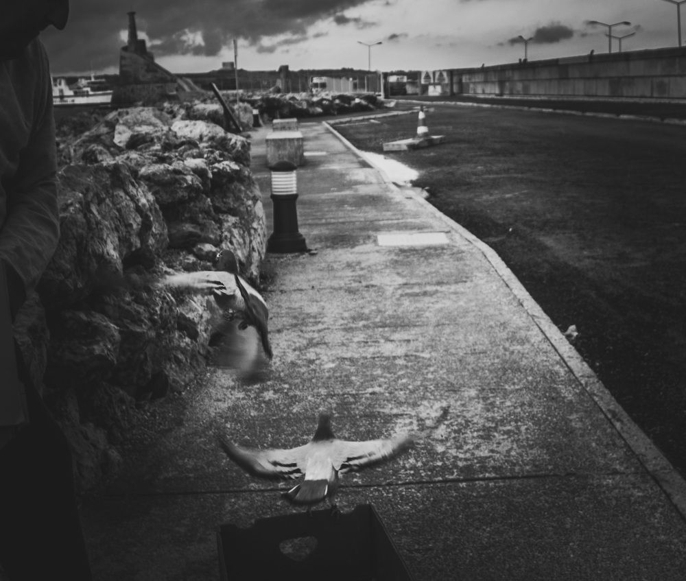 Photograph by Ernest Spiteri Gonzi