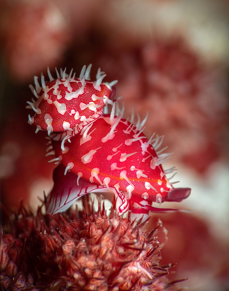 Photograph by Савин Андрей