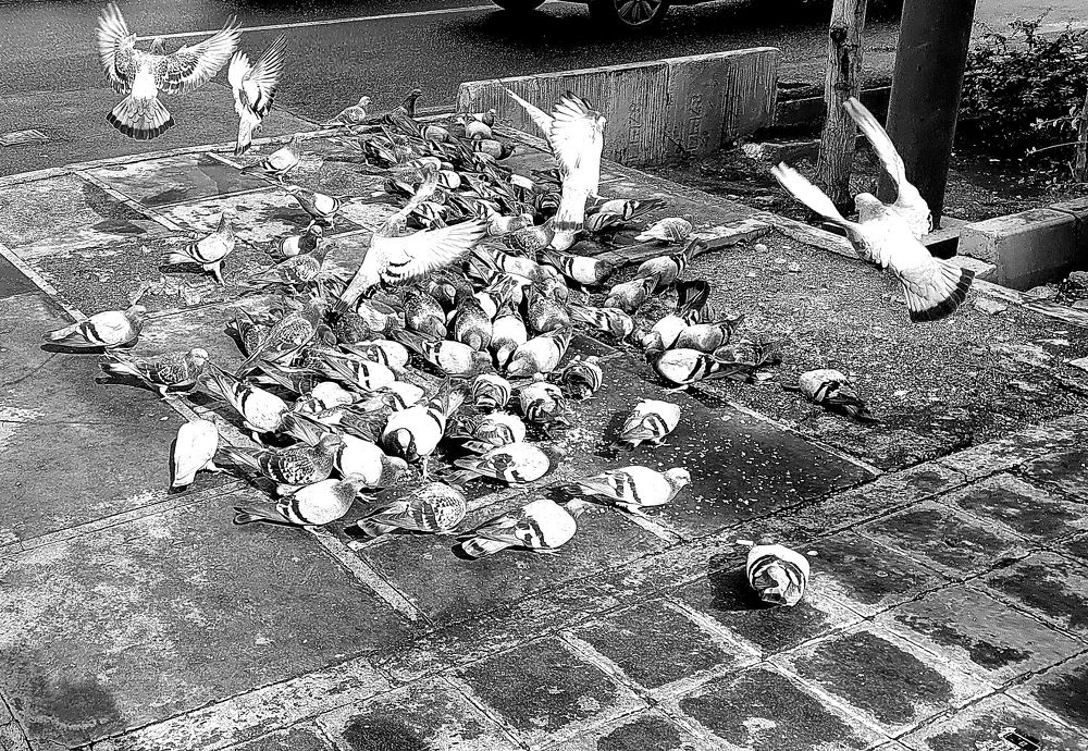 Photograph by Rahele Almassi