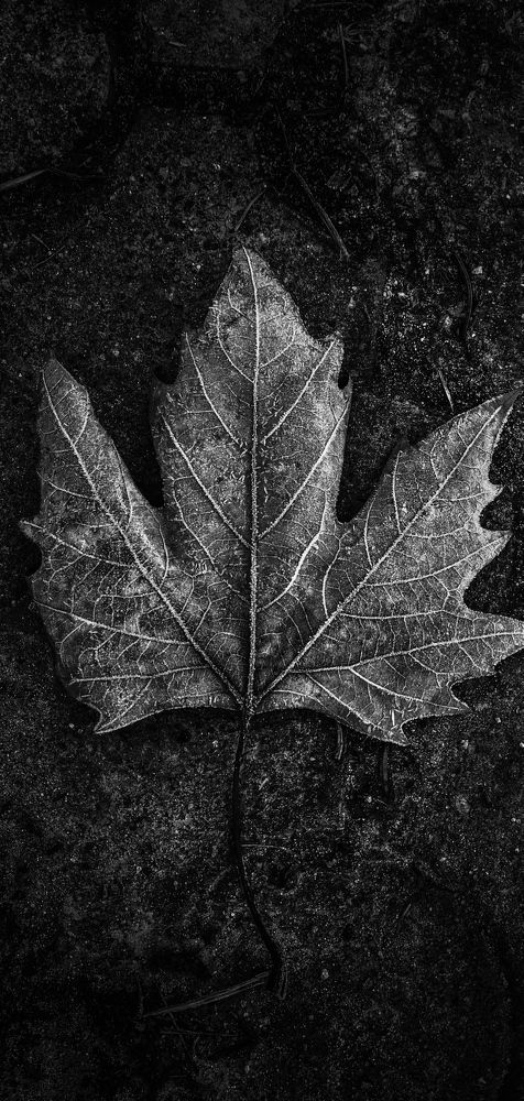 Одинокий лист