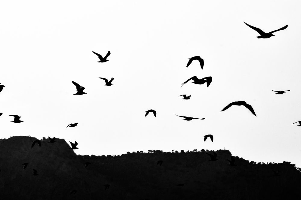 Photograph by Teresa Molinaro