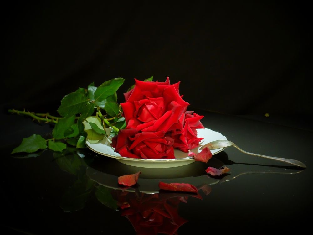 Photograph by ,Бурова Лариса