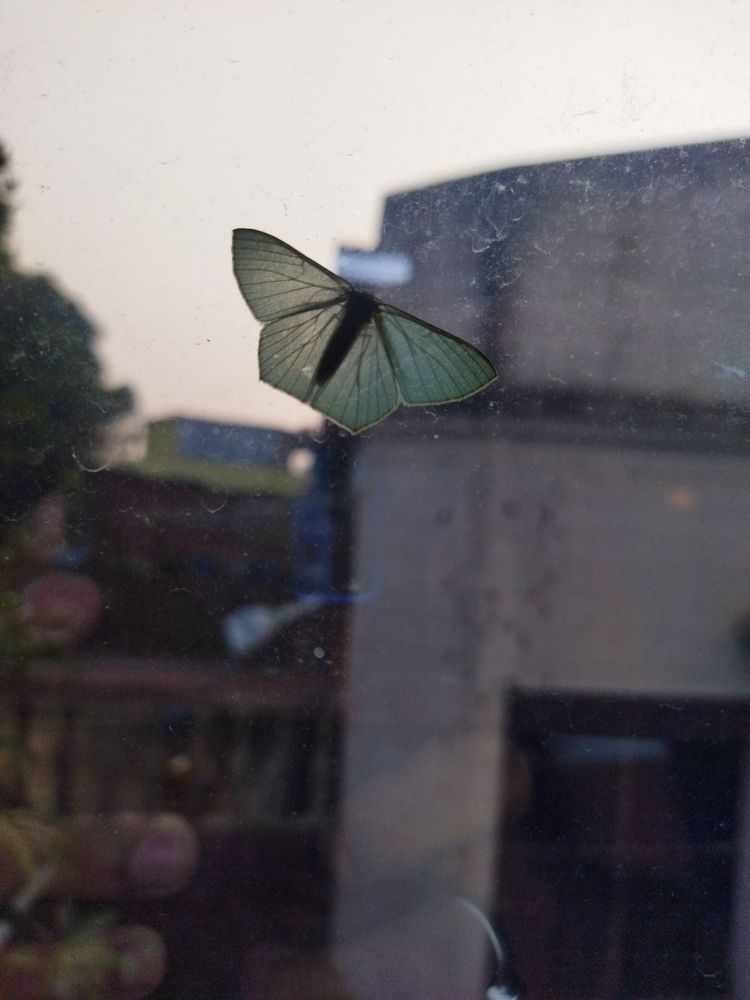 Photo #8555571