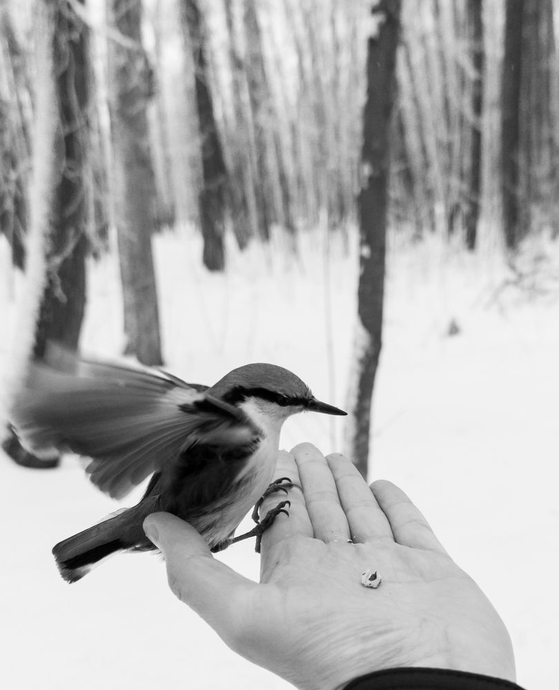 Фотография автора Александр Андреянов