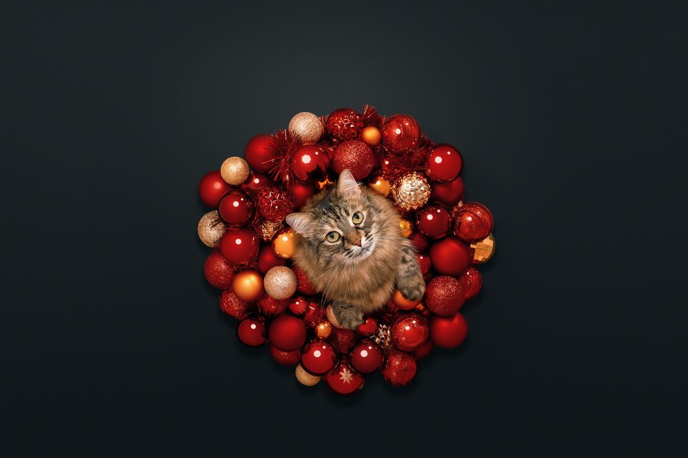 Фотография автора Мазурева Анастасия