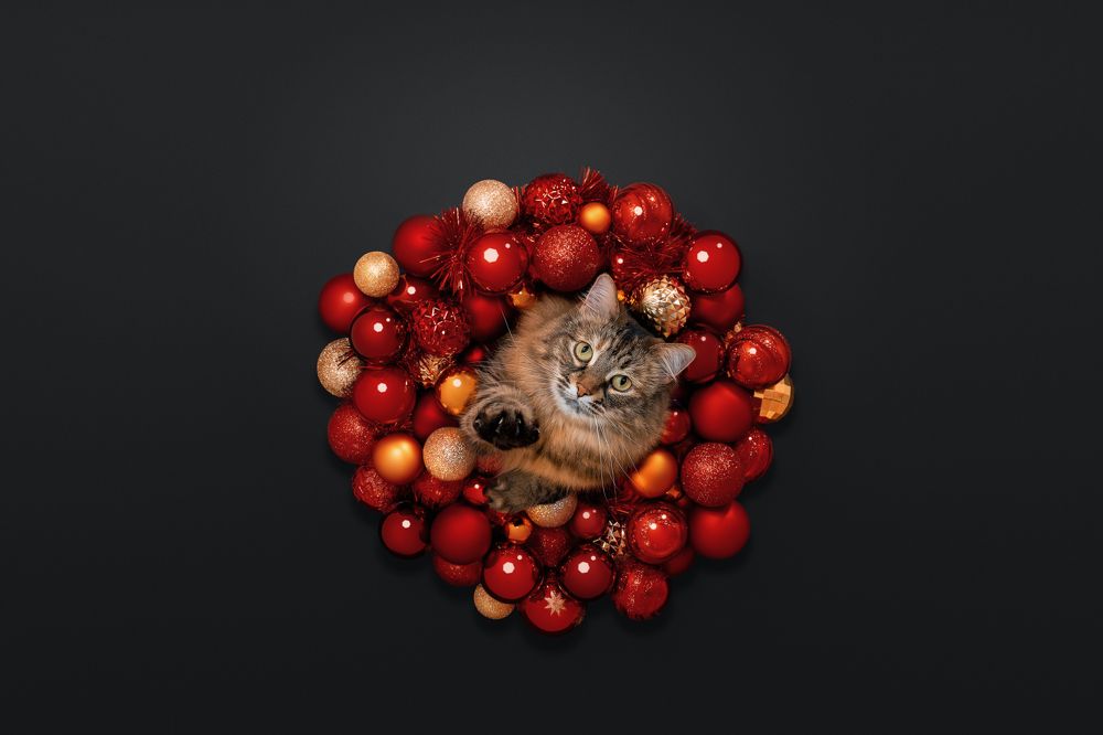 Фотография автора Мазурева Анастасия