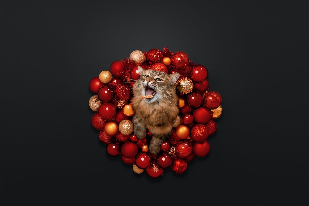 Фотография автора Мазурева Анастасия