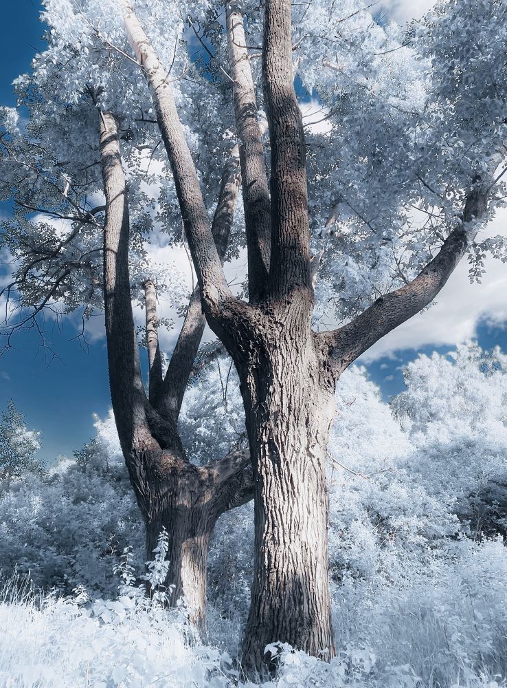 “Charming Forest”