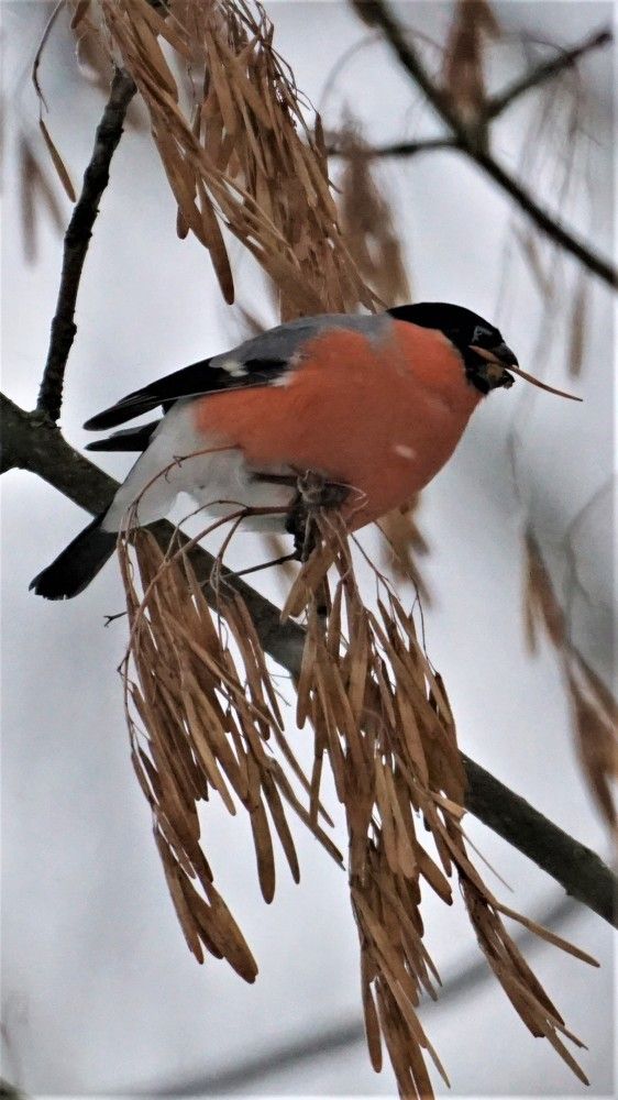 Photograph by Михаил Трусов