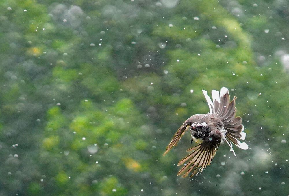 Photograph by Tharindu k