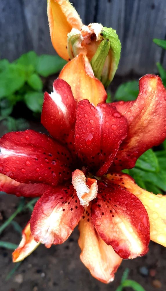 Photograph by Оксана