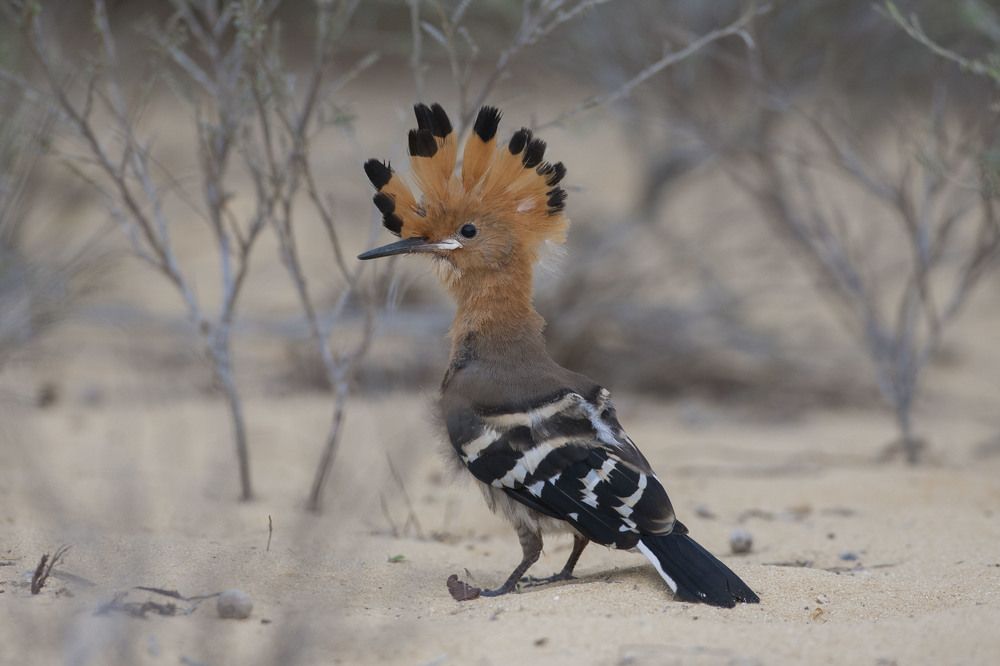 Фотография автора Oskars Smelins