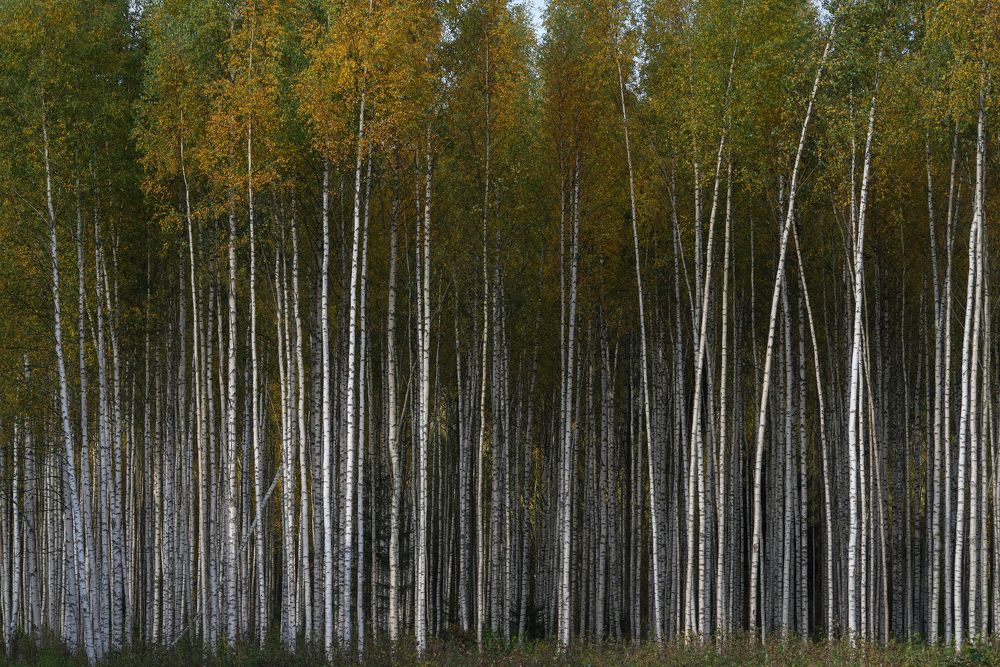 Autumn birches