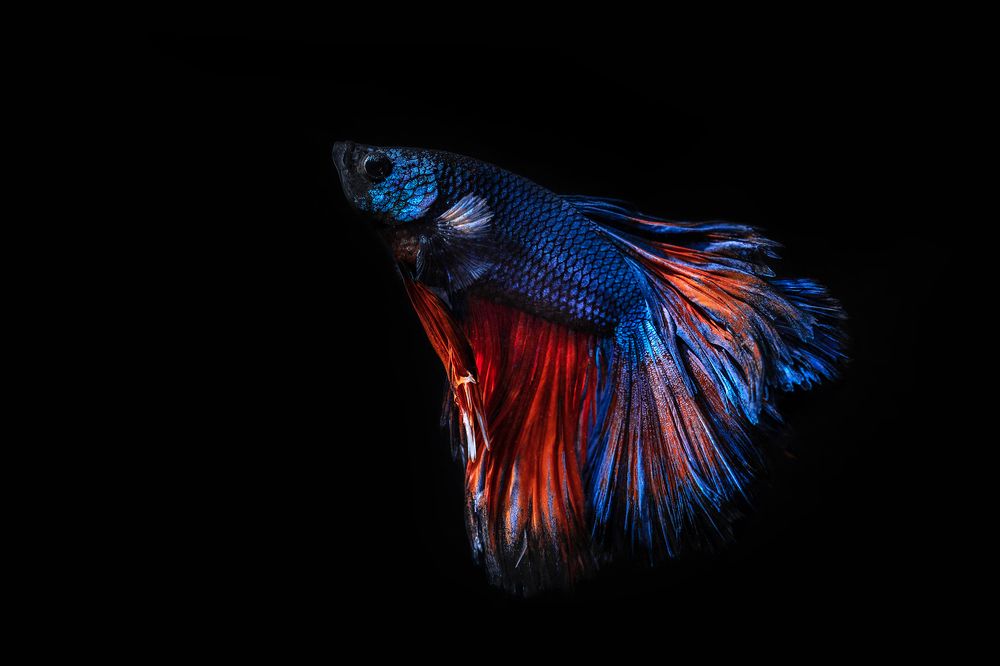 Photograph by Gatis Vilbrants