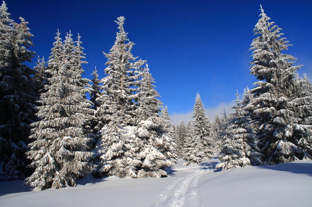 Photograph by Popa Alin