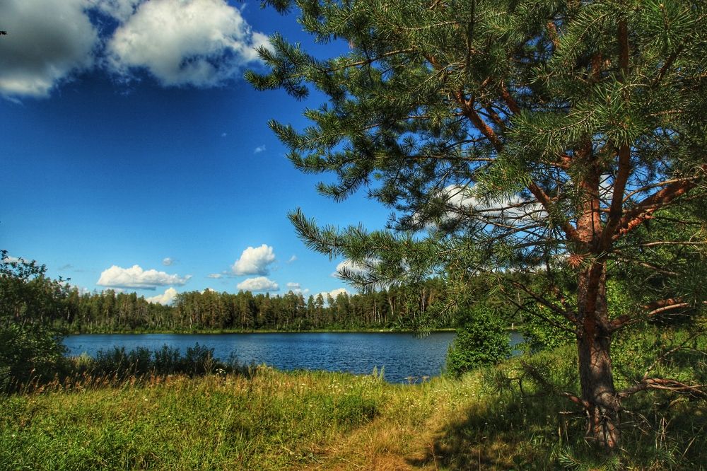 Лесное озеро.