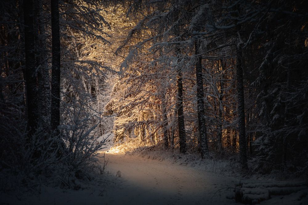 Photograph by Wiktor Kulesa