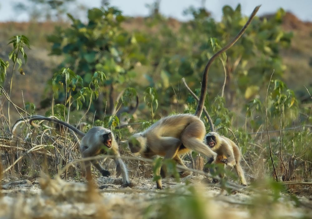 Langurs monkey fight movement