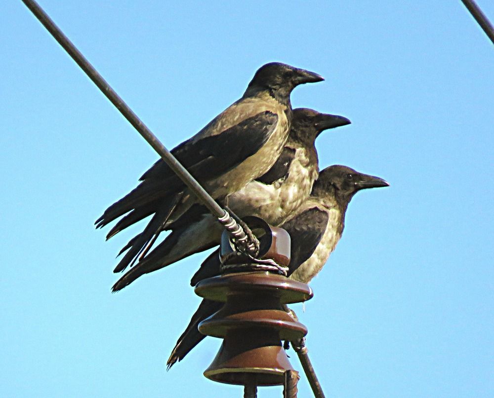 Photograph by Галина Пименова