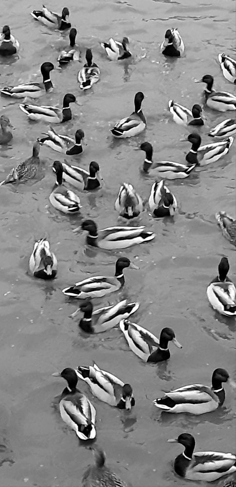 Photograph by Светлана Немонтова