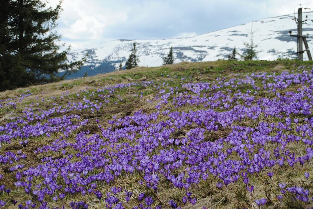 Photograph by Инна Сечко