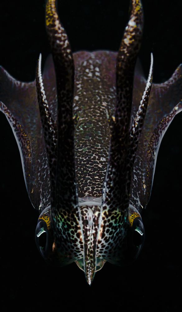 Photograph by Савин Андрей