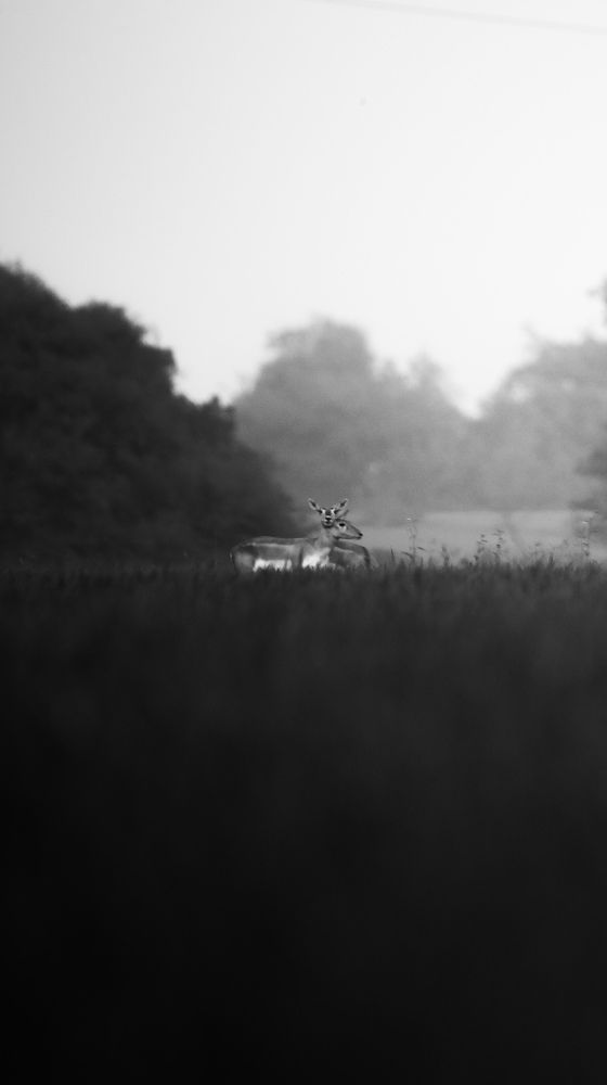 Photograph by Vinayak Sharma