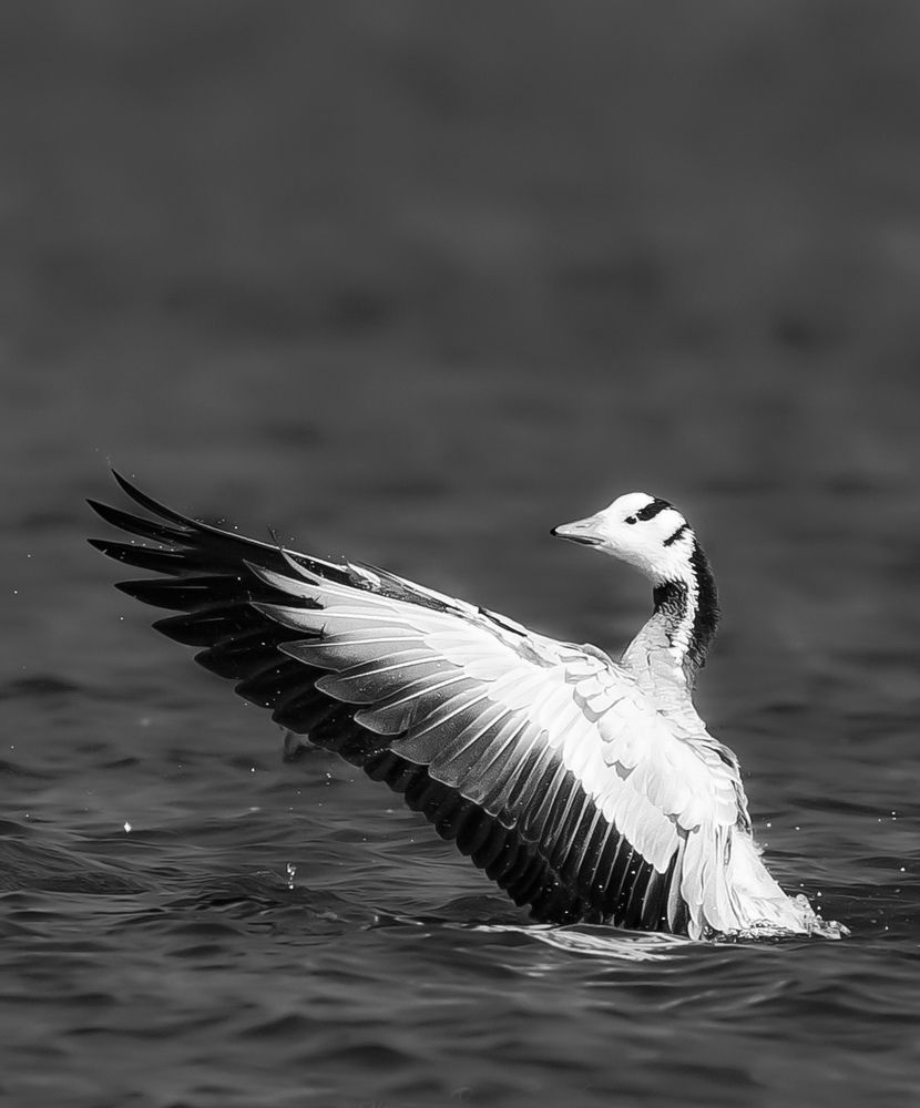 Photograph by Arpita Roy