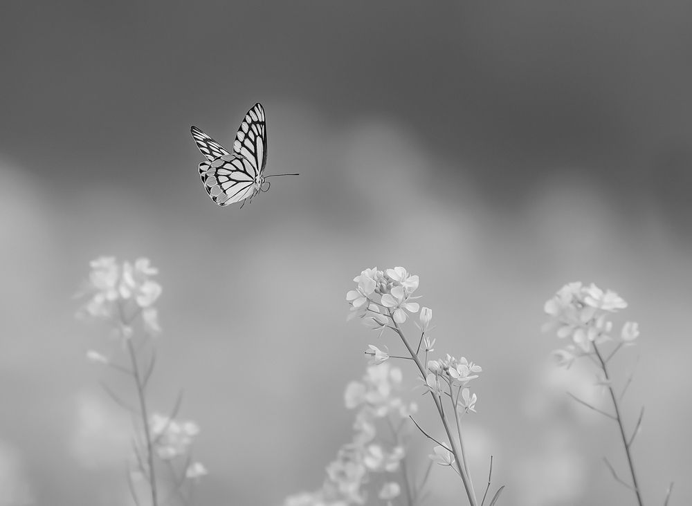 Photograph by Arpita Roy