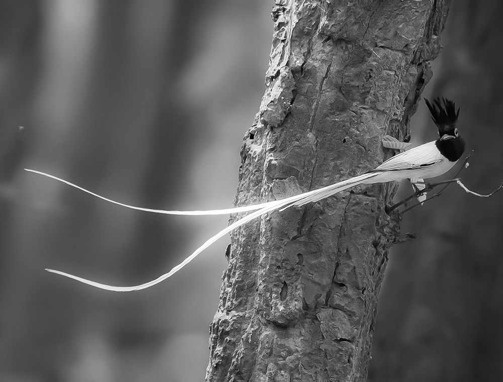 Photograph by Arpita Roy