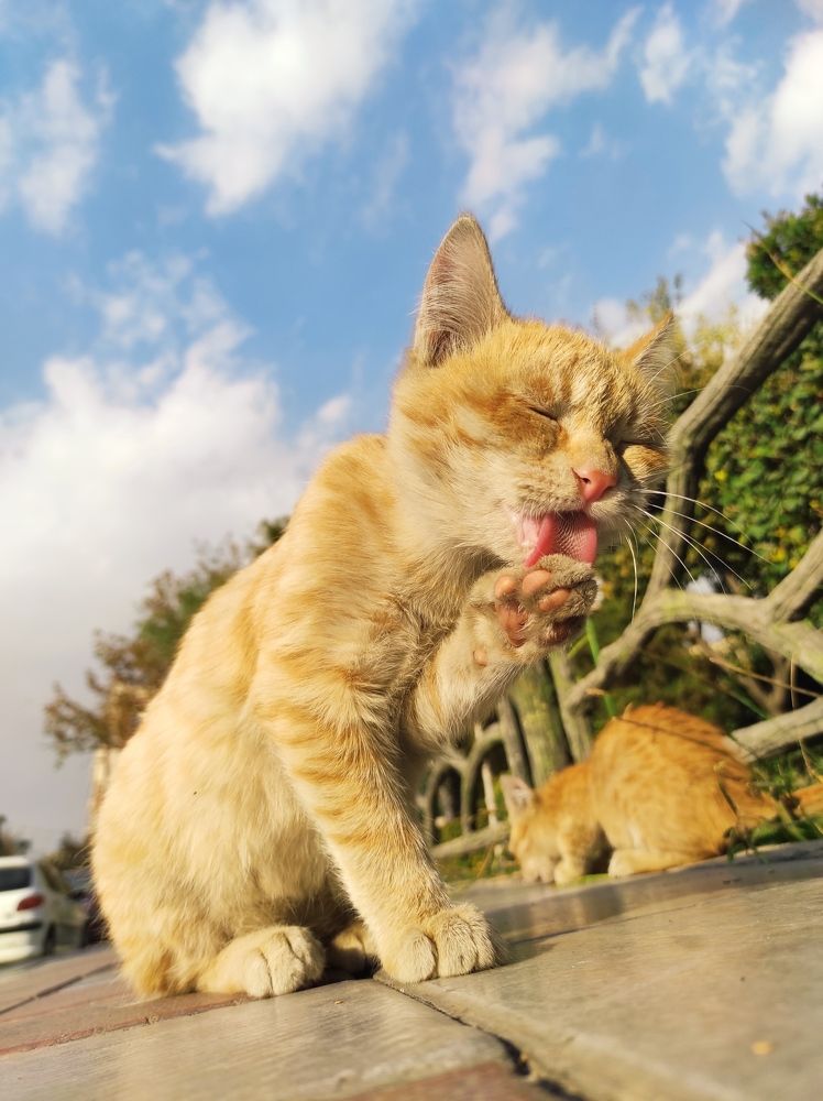 Photograph by Bahare