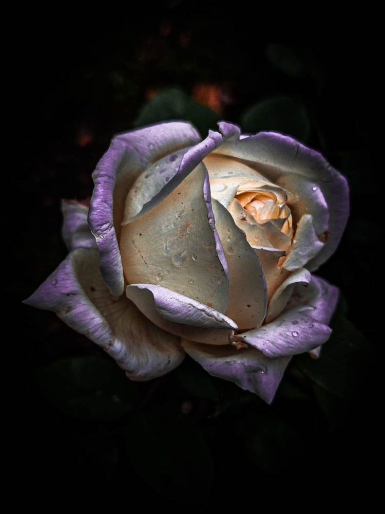 Photograph by Дарья Макаревич