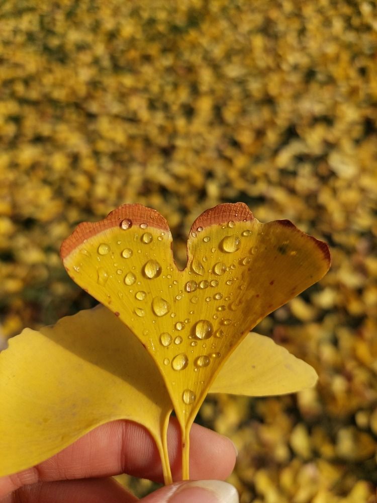 Photo #8558752