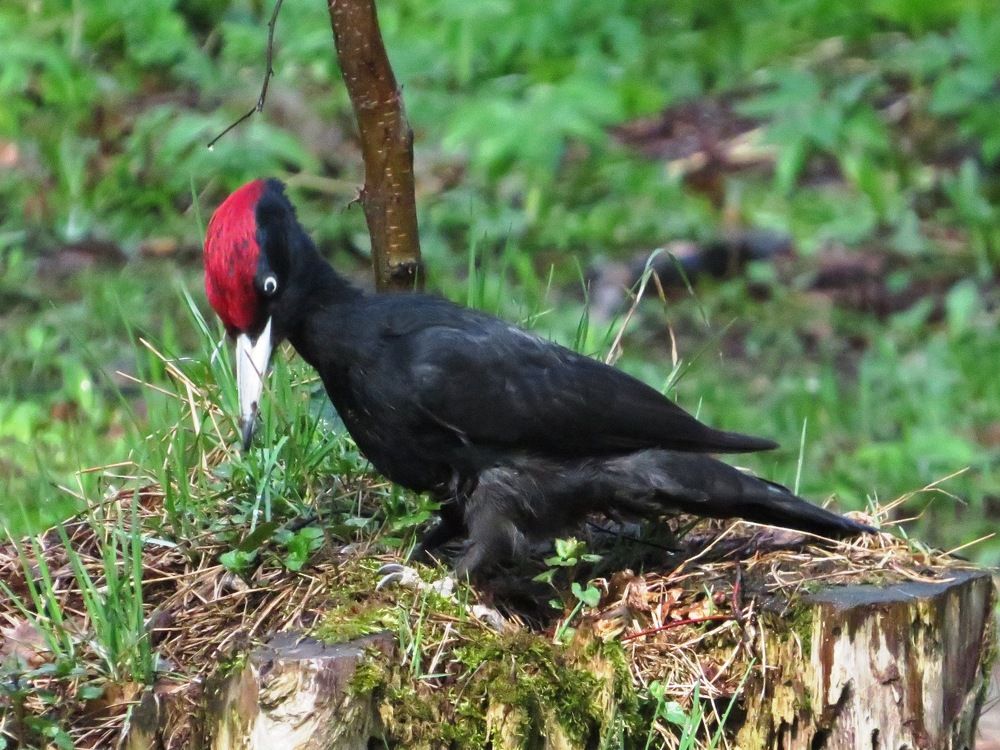 Присев на пенёк