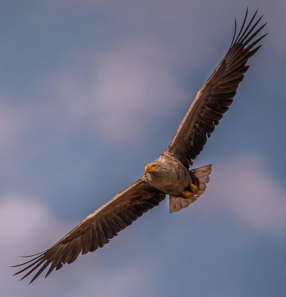 Photograph by Сергей цыбизов