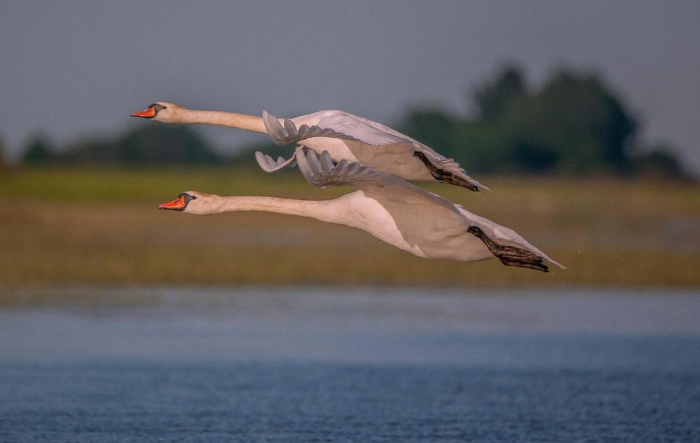 Photograph by Сергей цыбизов