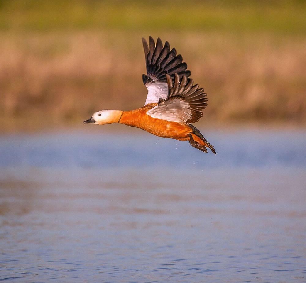 Photograph by Сергей цыбизов