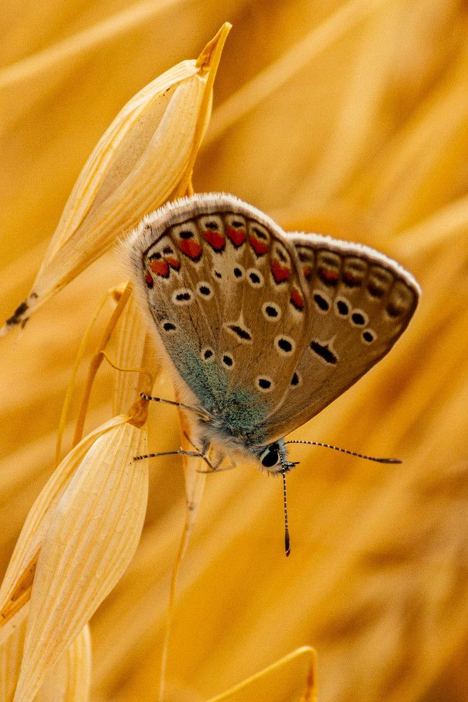 Фотография автора Алексей Тимофеев