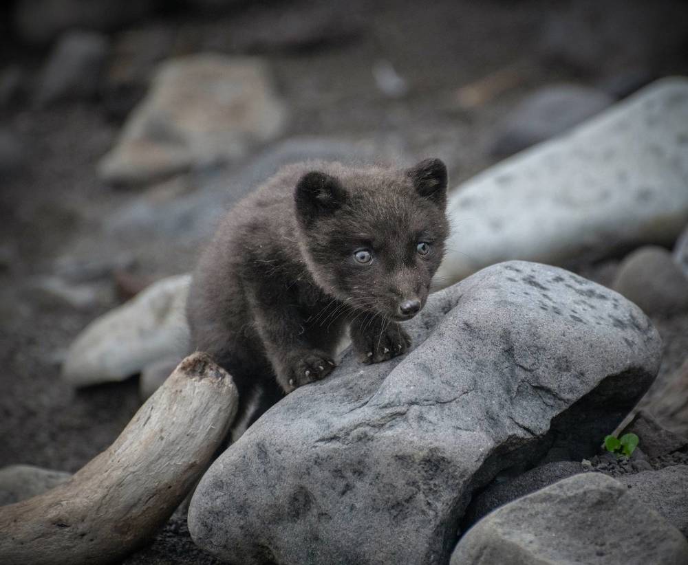 Песцы на острове Янкича.