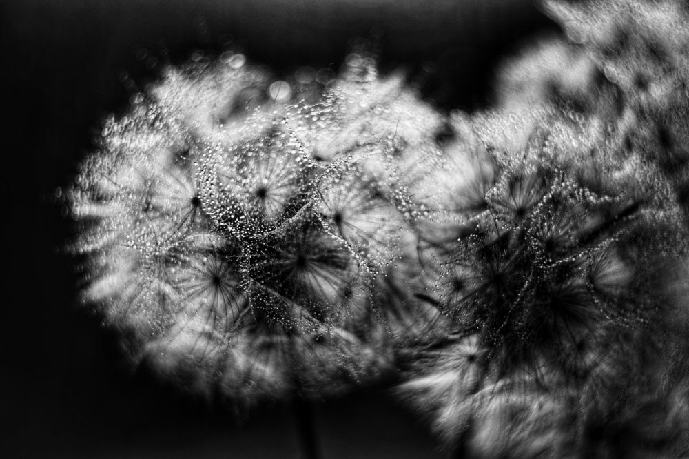 Photograph by Алеся Цеван