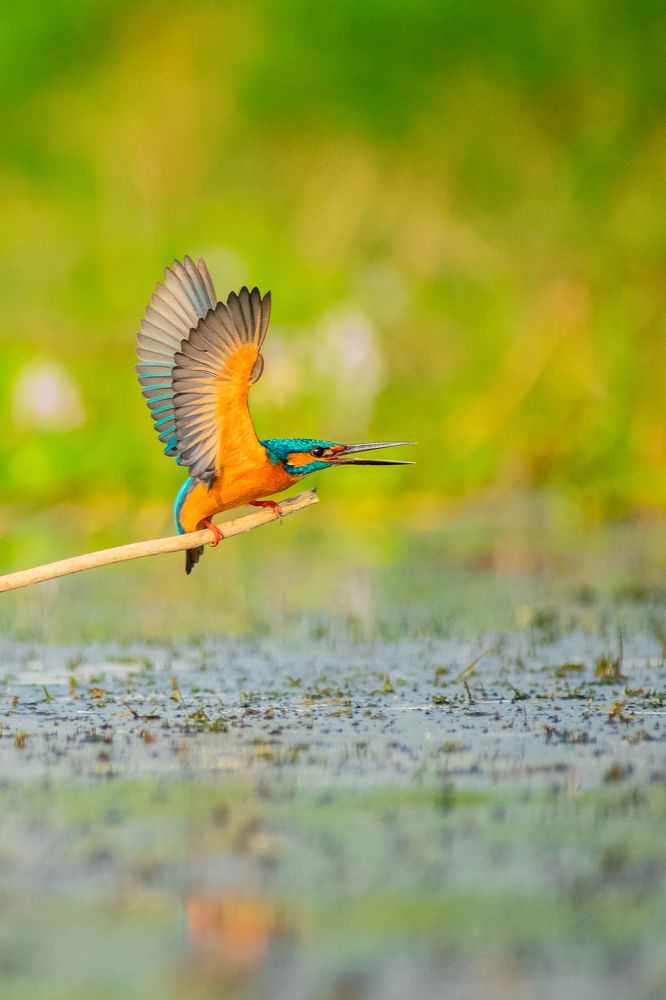 Common kingfisher Dance