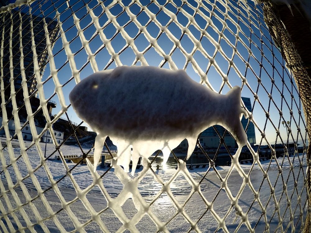 Photo #8559964