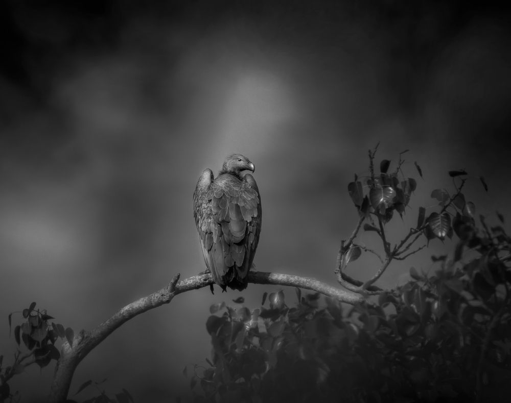 Photograph by Amrit Raj Sarkar