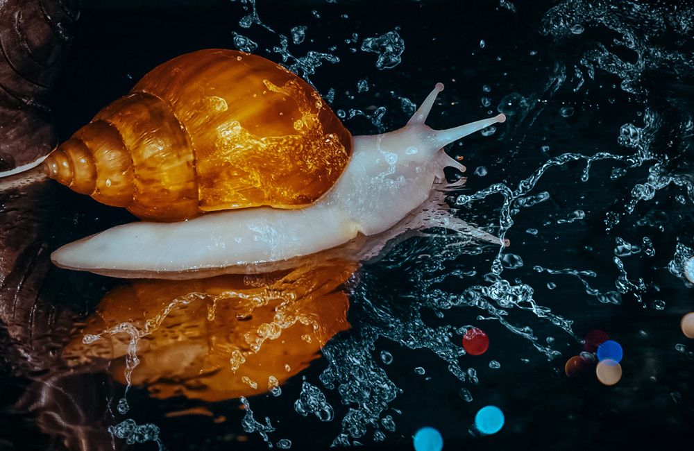 Photograph by Людмила ЧЕРНИКОВА