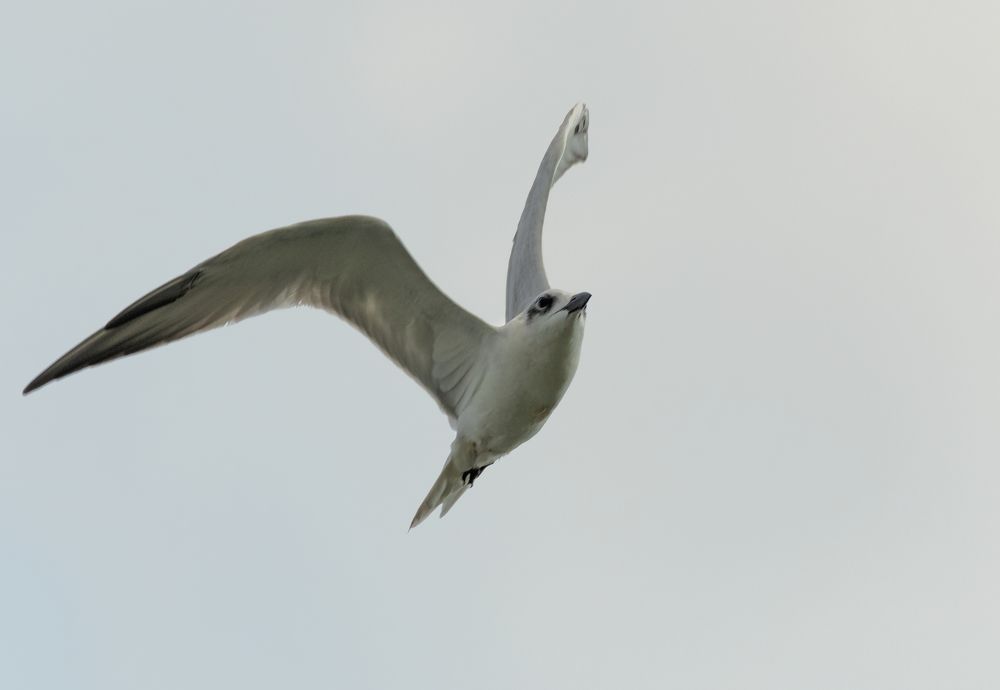 Photograph by G N RAJA